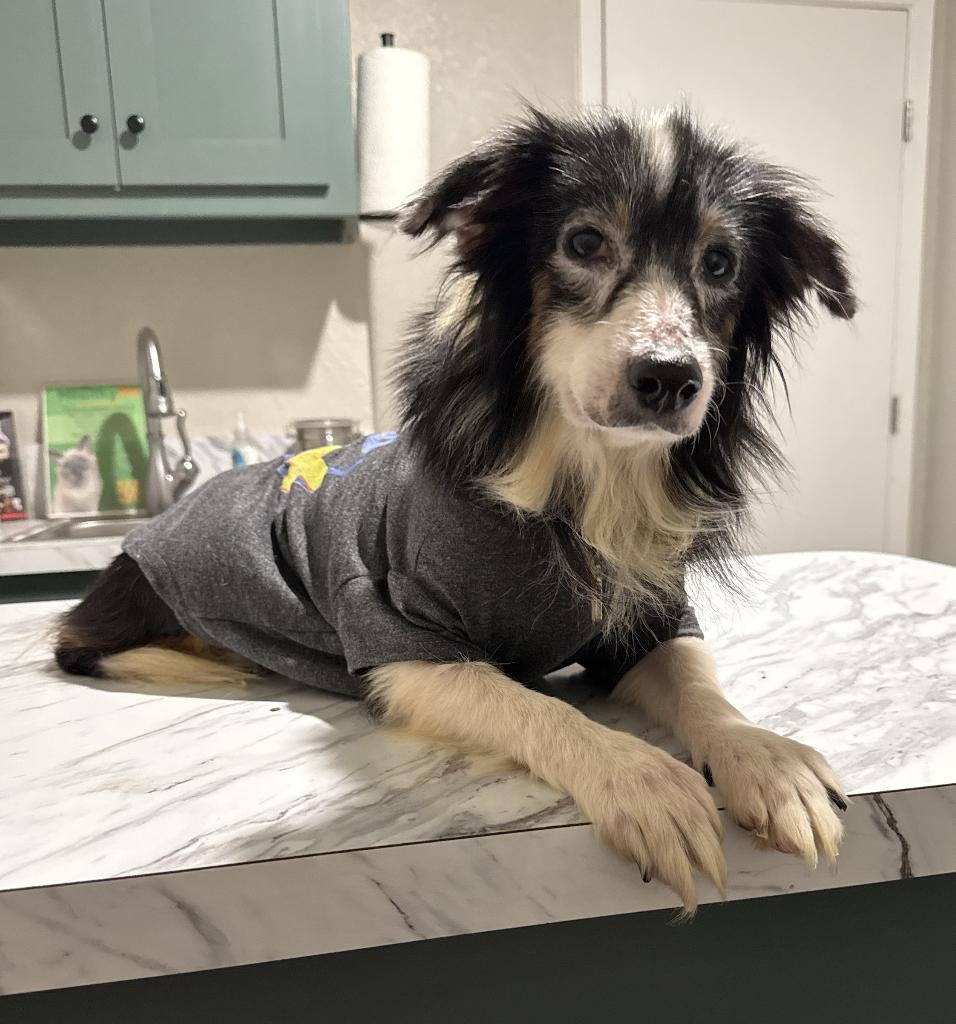 Diamond Smith, a Adoptable Australian Shepherd in Arlington, TX image 3/3