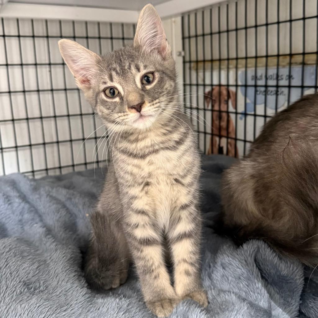 Prince, Adoptable, Kitten Male Domestic Short Hair.