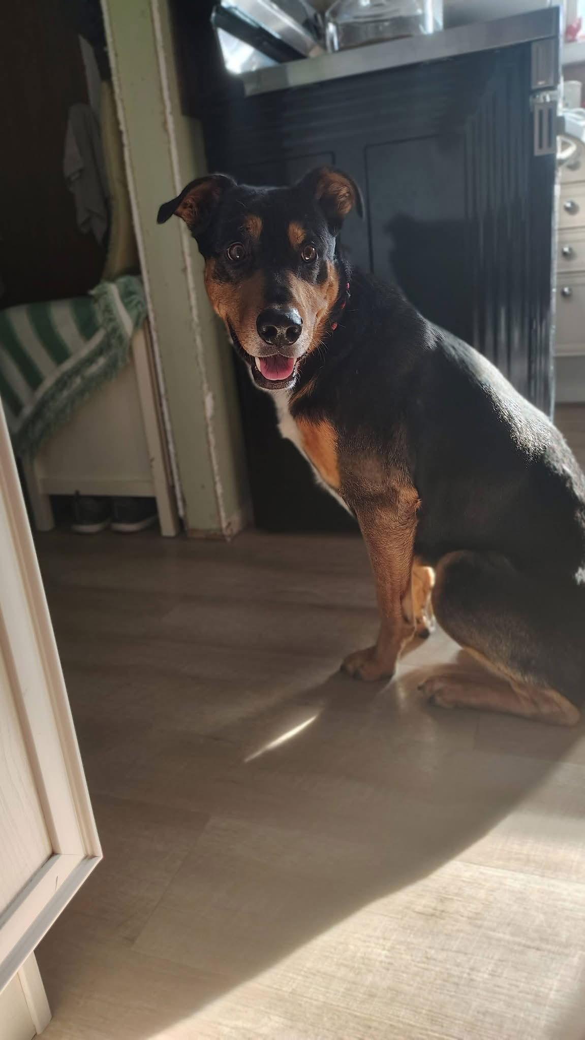 Enlarge Ron, a Adoptable Shepherd in New London, WI image 2/3