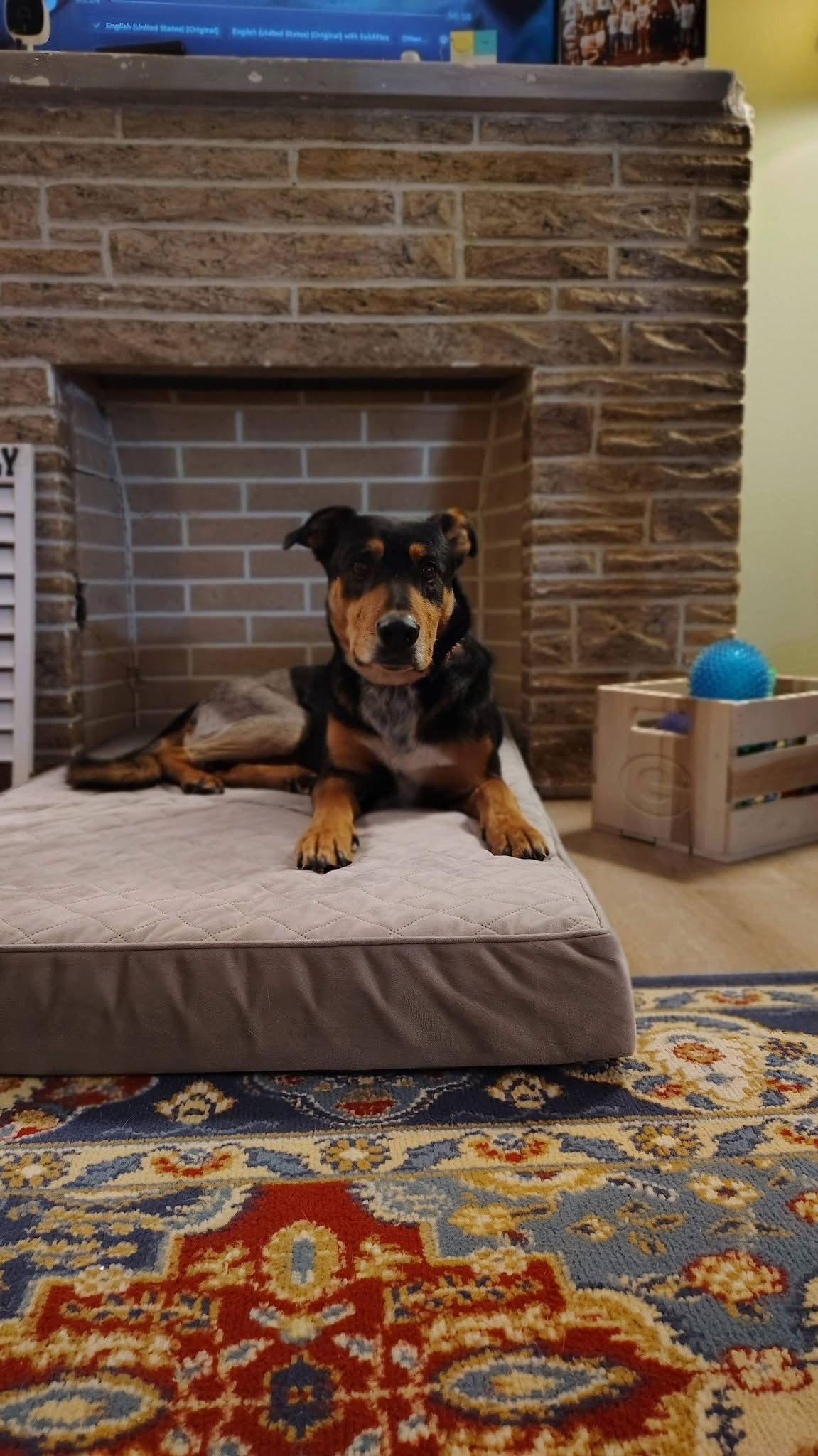 Enlarge Ron, a Adoptable Shepherd in New London, WI image 3/3