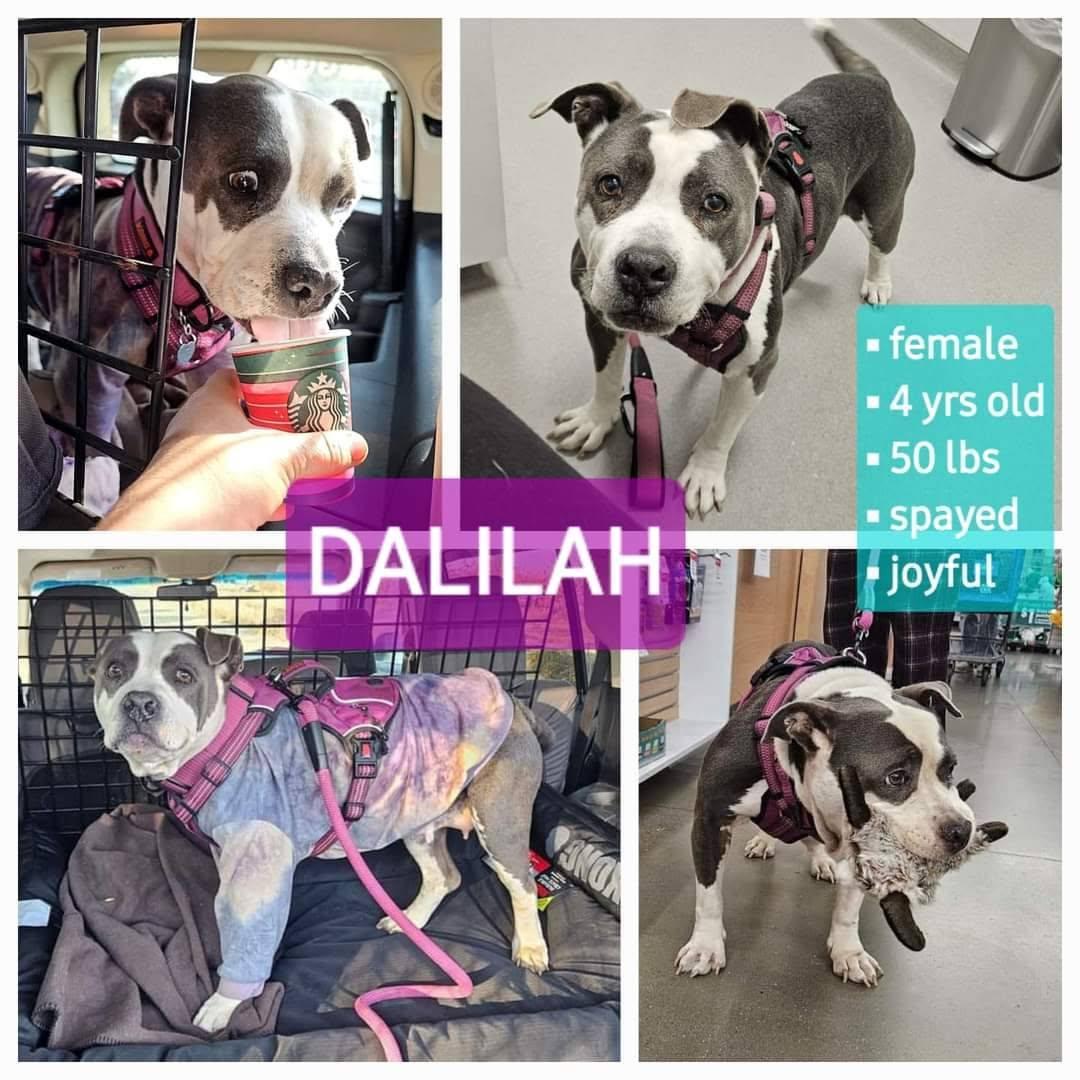 DALILAH, a Adoptable American Bully in Lodi, CA image 2/6