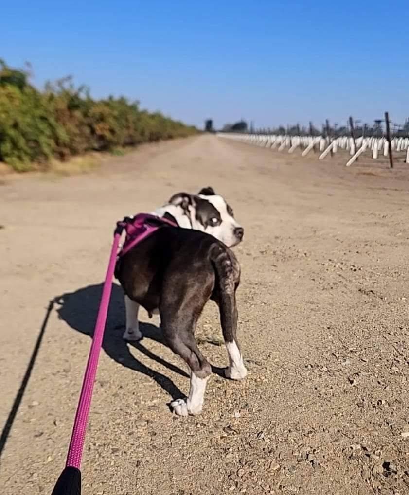 DALILAH, a Adoptable American Bully in Lodi, CA image 4/6