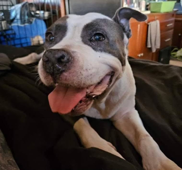 DALILAH, Adoptable, Adult Female American Bully.