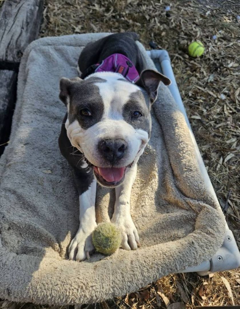DALILAH, a Adoptable American Bully in Lodi, CA image 3/6