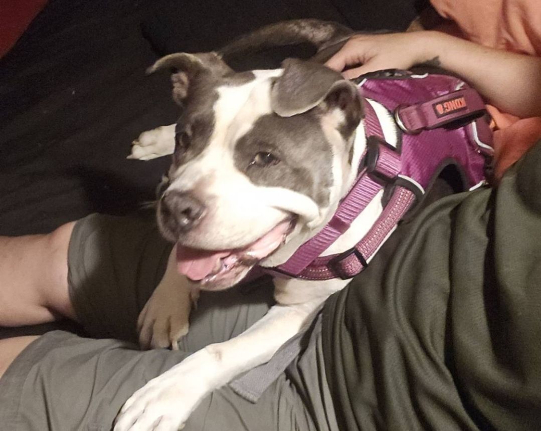 DALILAH, a Adoptable American Bully in Lodi, CA image 6/6