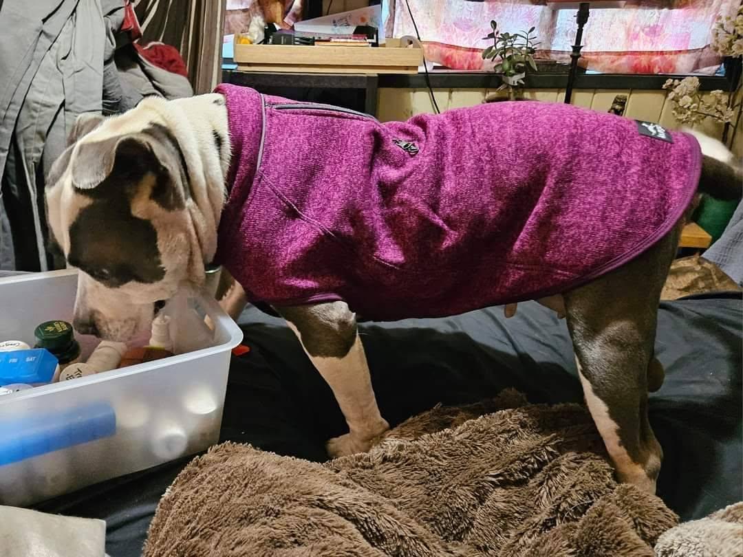 DALILAH, a Adoptable American Bully in Lodi, CA image 5/6