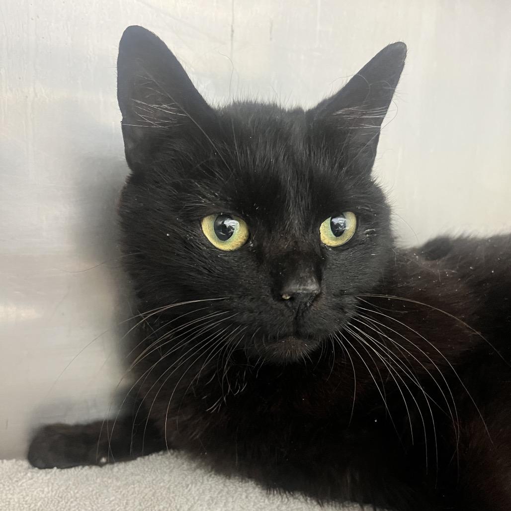 Bonita, a Adoptable Domestic Short Hair in Philadelphia, PA image 1/3