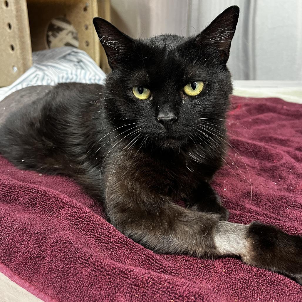 Bonita, a Adoptable Domestic Short Hair in Philadelphia, PA image 3/3