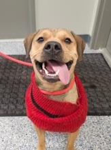 Ginger Cookie, ADOPTABLE, Adult Female Shepherd.