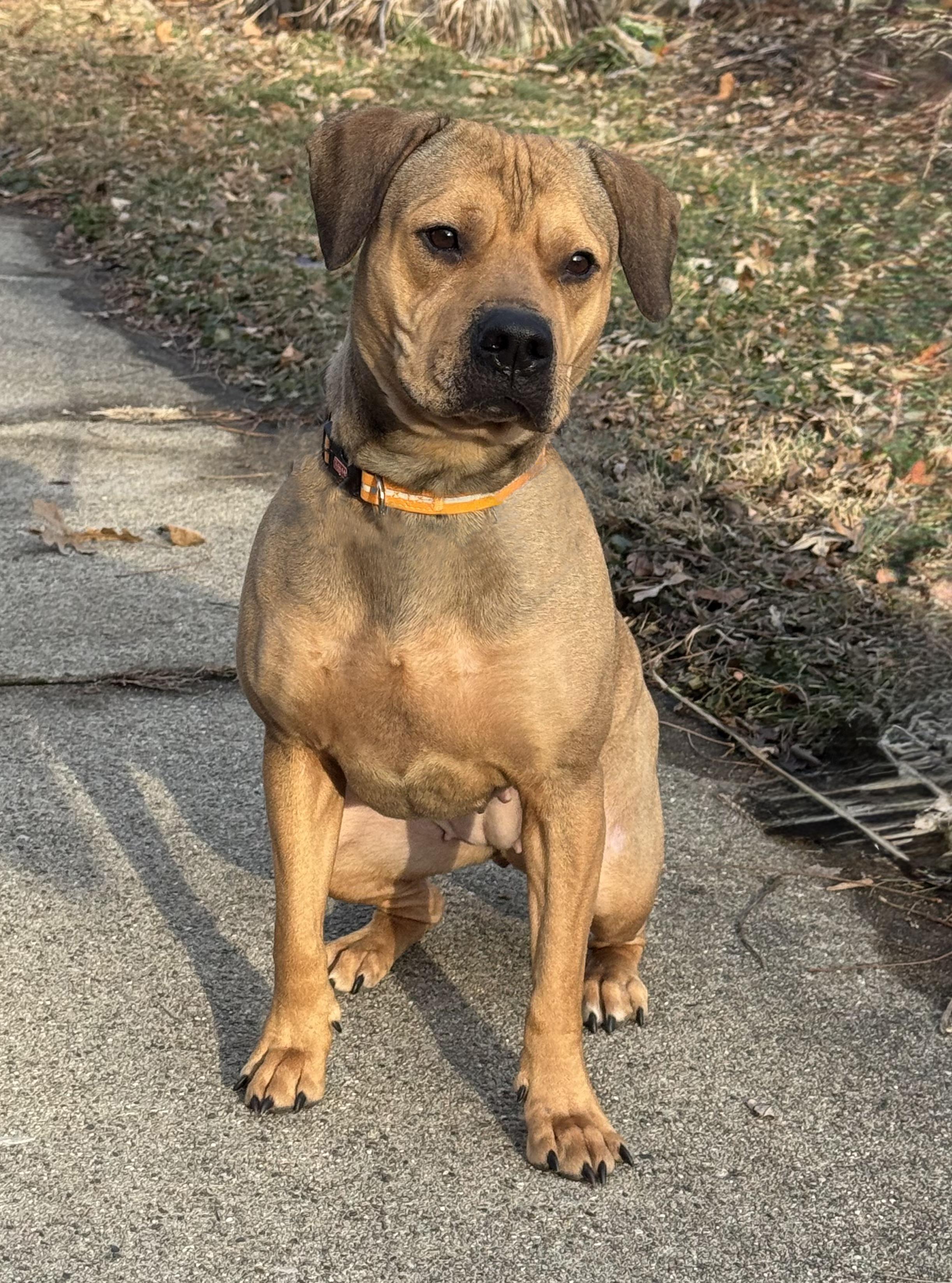 Enlarge Ginger Cookie, a ADOPTABLE mixed breed in Elmhurst, IL image 3/5