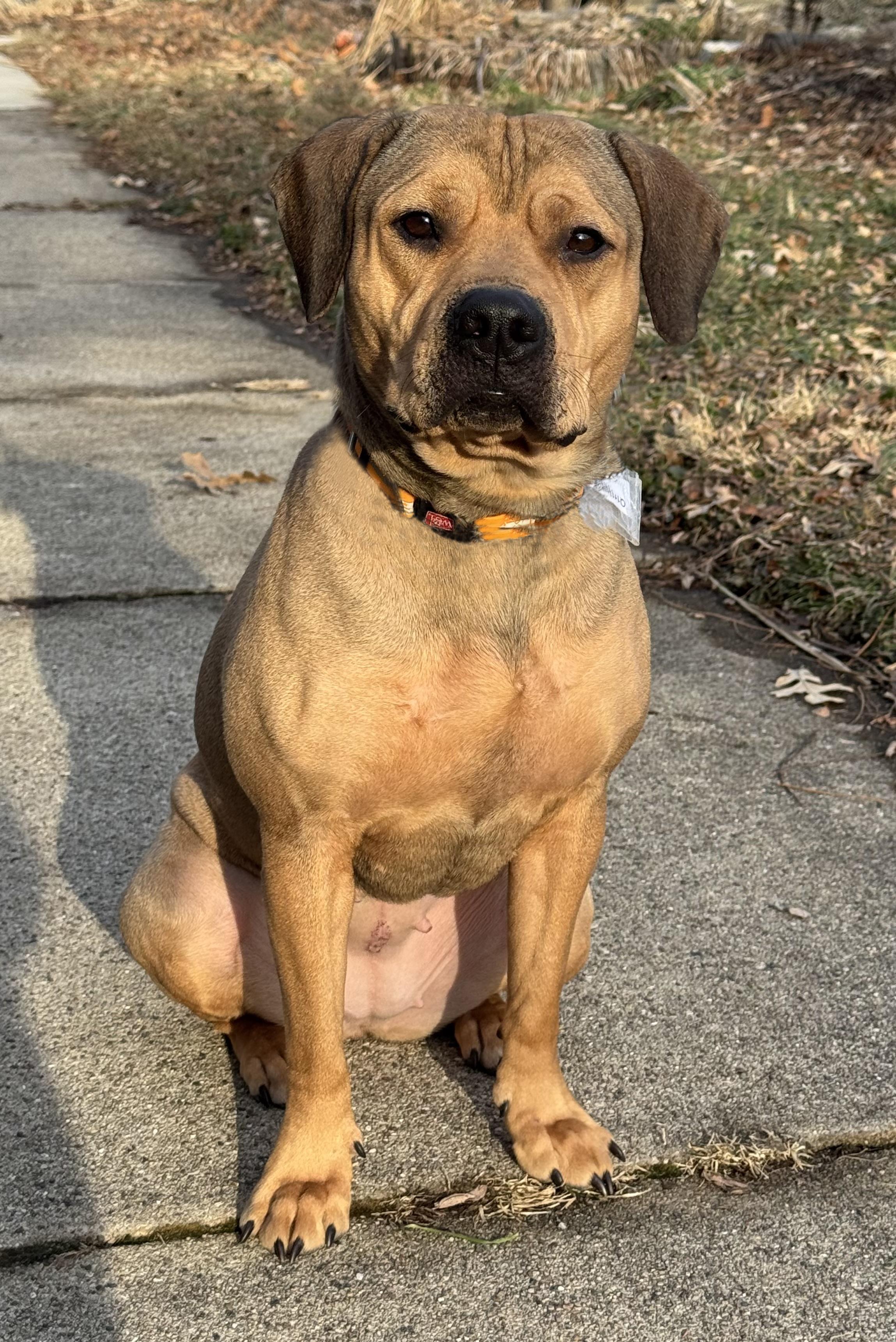 Enlarge Ginger Cookie, a ADOPTABLE mixed breed in Elmhurst, IL image 4/5