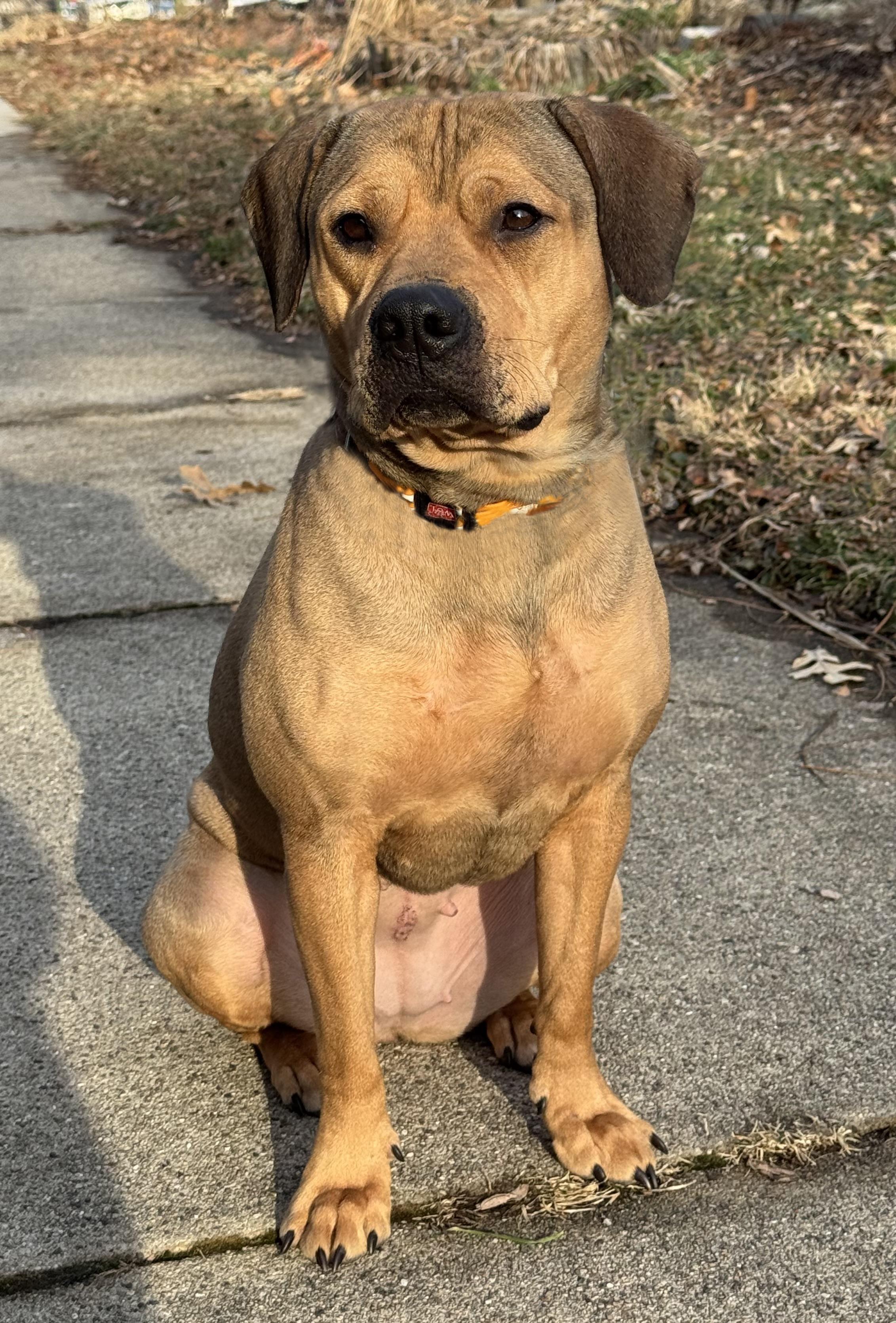 Enlarge Ginger Cookie, a ADOPTABLE mixed breed in Elmhurst, IL image 5/5