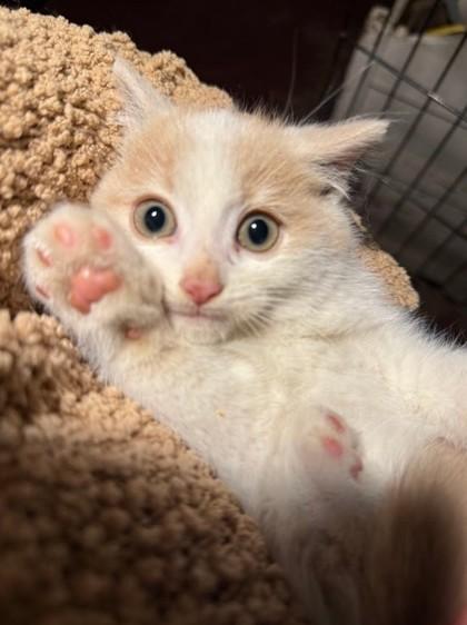 Mary Ann, Adoptable, Adult Male Domestic Short Hair & Domestic Short Hair.