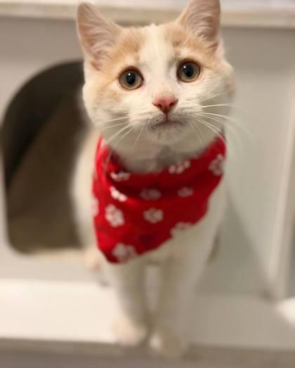 Enlarge Mary Ann, a Adoptable mixed breed in Berwick, PA image 2/2