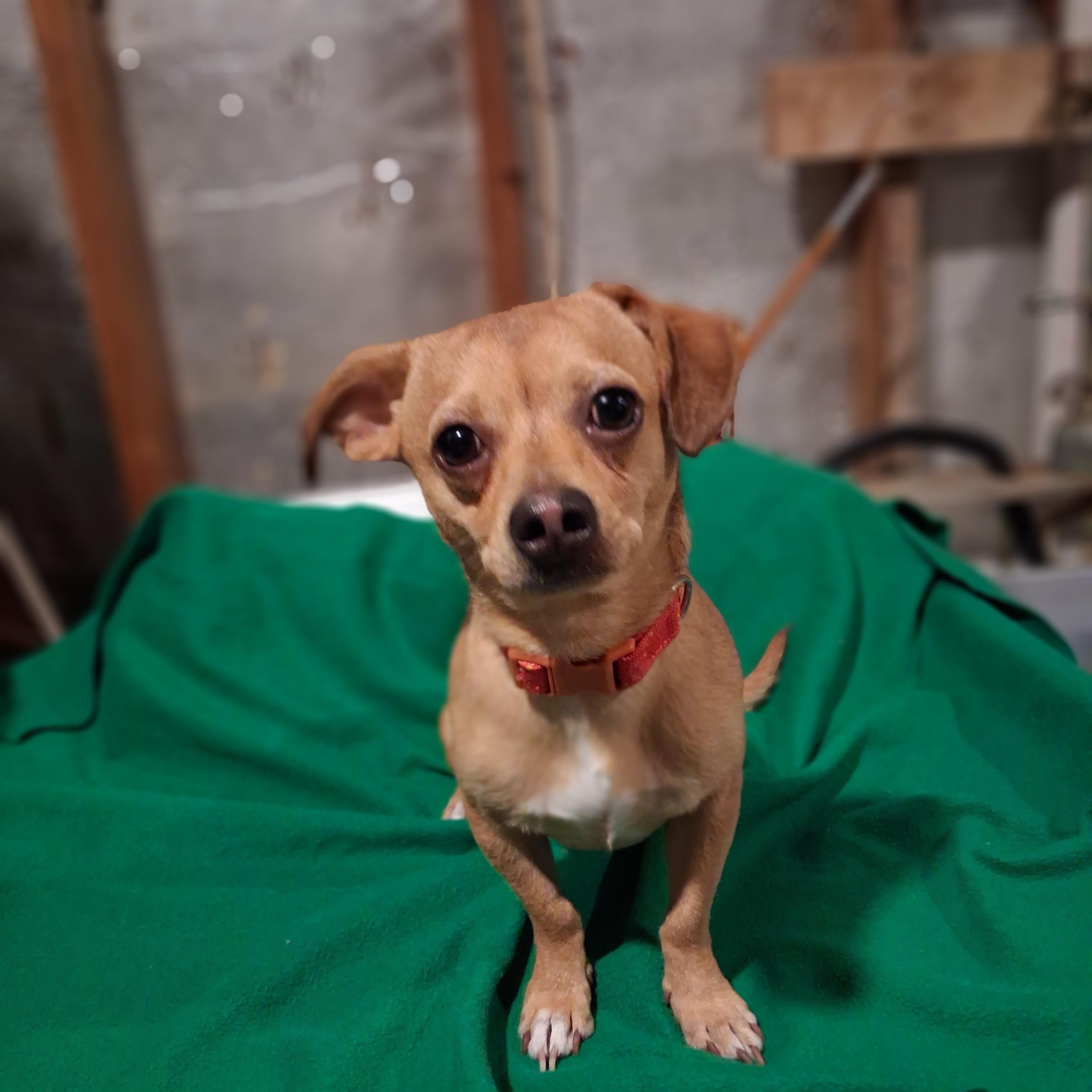 Stitch, ADOPTABLE, Young Male Chihuahua & Dachshund.