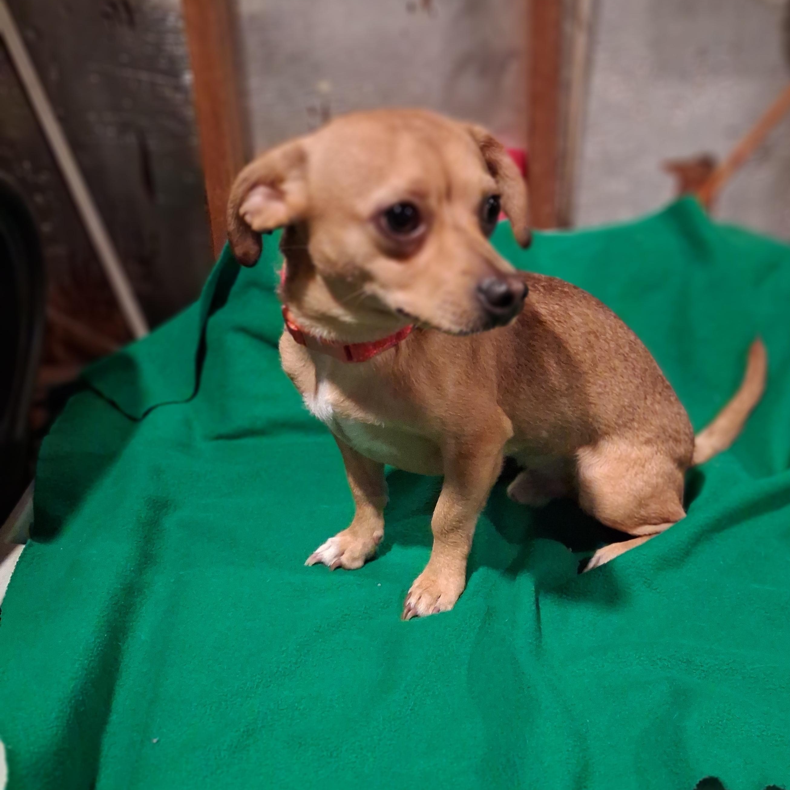 Enlarge Stitch, a ADOPTABLE mixed breed in Raeford, NC image 4/4