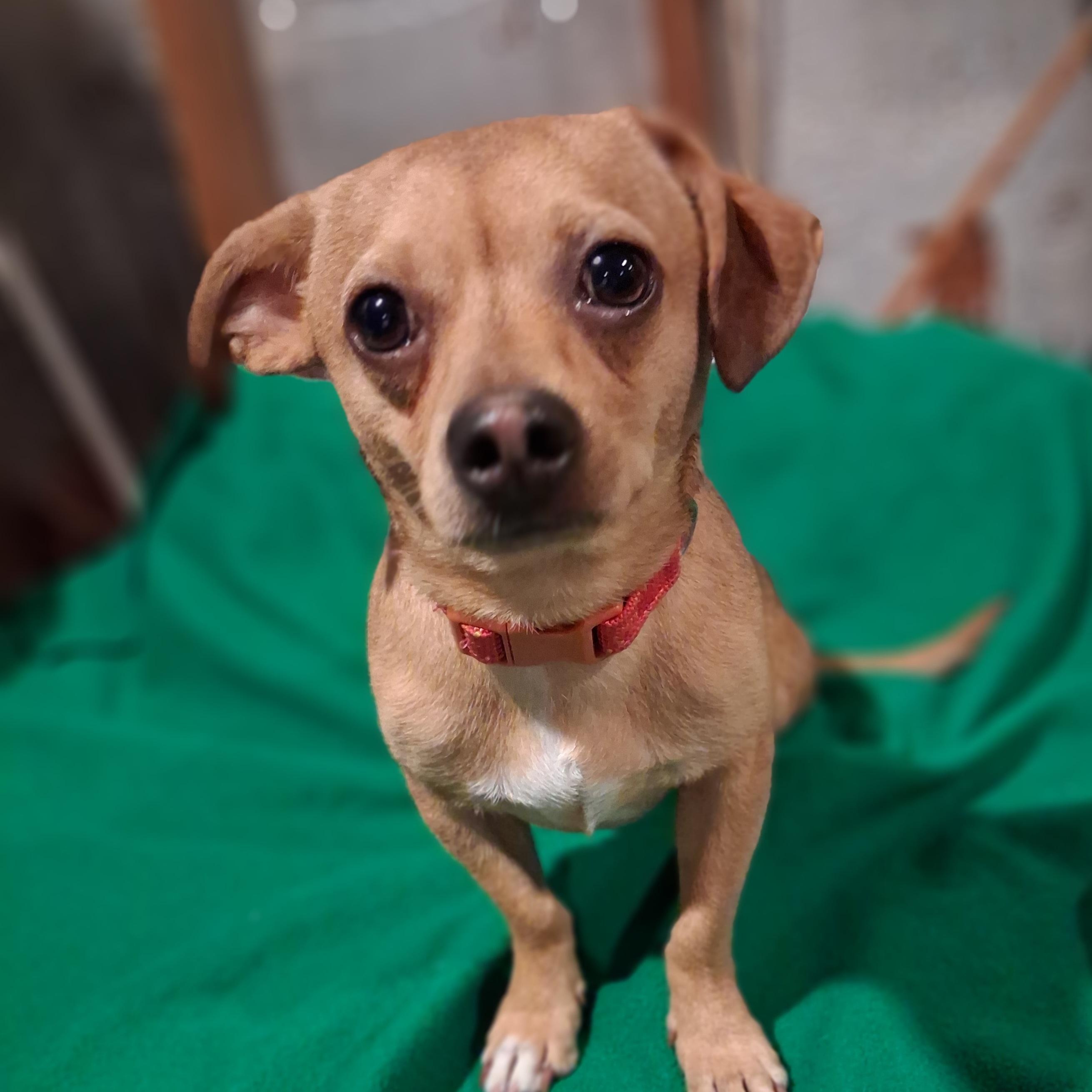 Enlarge Stitch, a ADOPTABLE mixed breed in Raeford, NC image 2/4