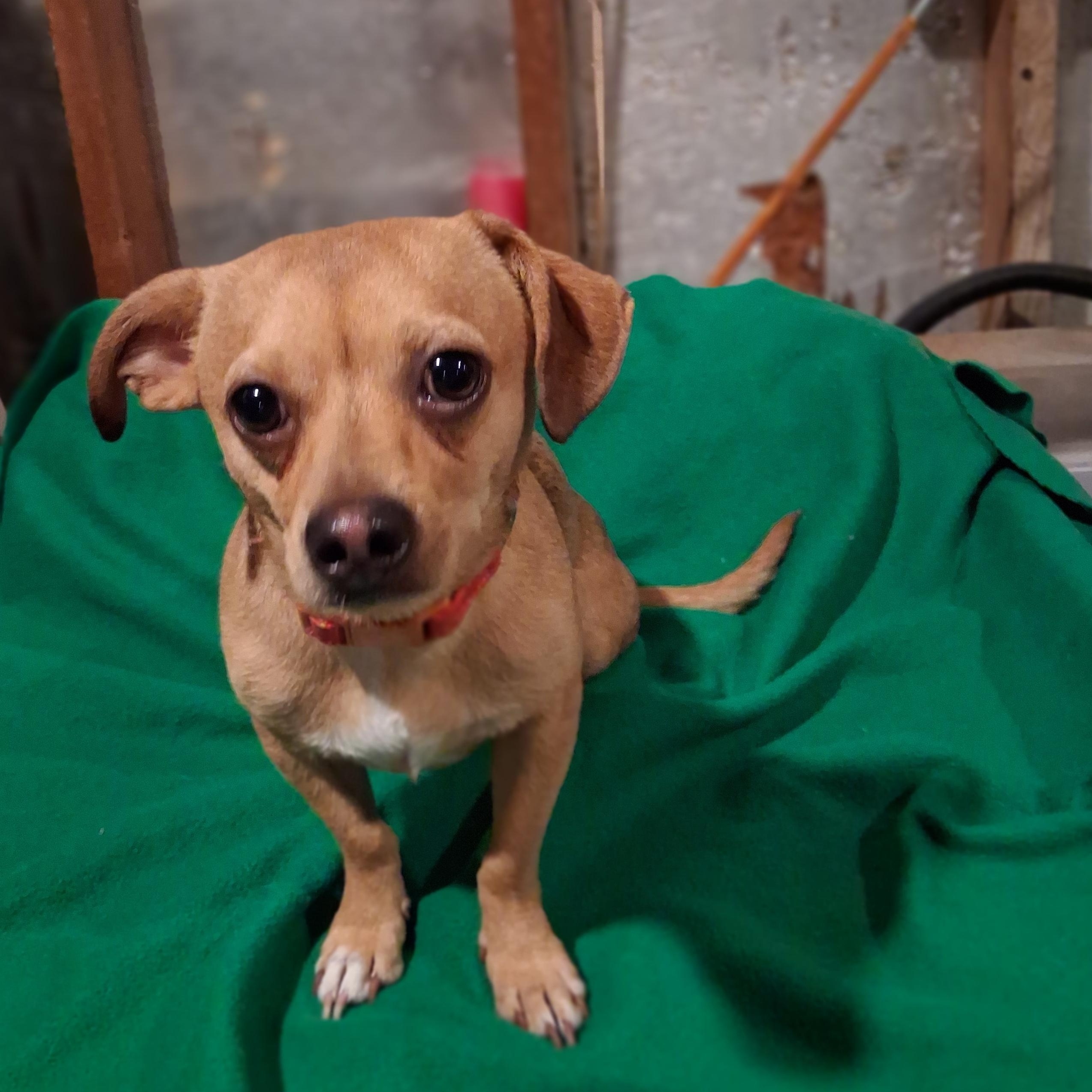 Enlarge Stitch, a ADOPTABLE mixed breed in Raeford, NC image 3/4