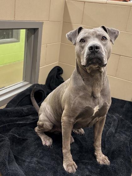 Enlarge Lord Licks, a Adoptable mixed breed in Knoxville, TN image 1/3