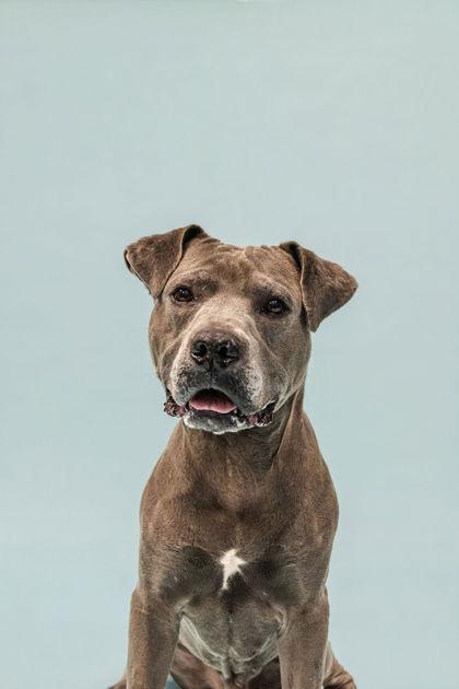 Enlarge Lord Licks, a Adoptable mixed breed in Knoxville, TN image 2/3