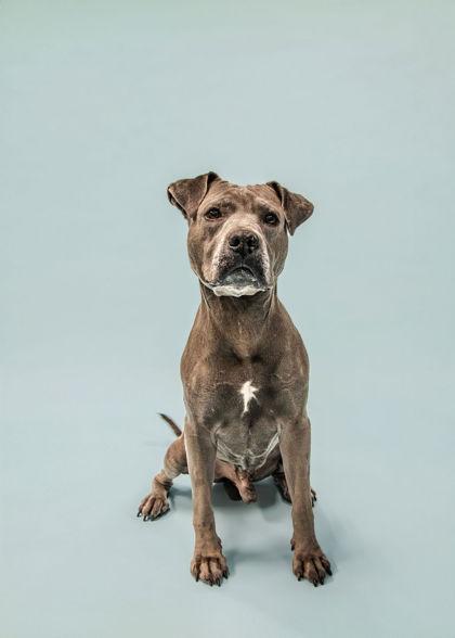 Enlarge Lord Licks, a Adoptable mixed breed in Knoxville, TN image 3/3