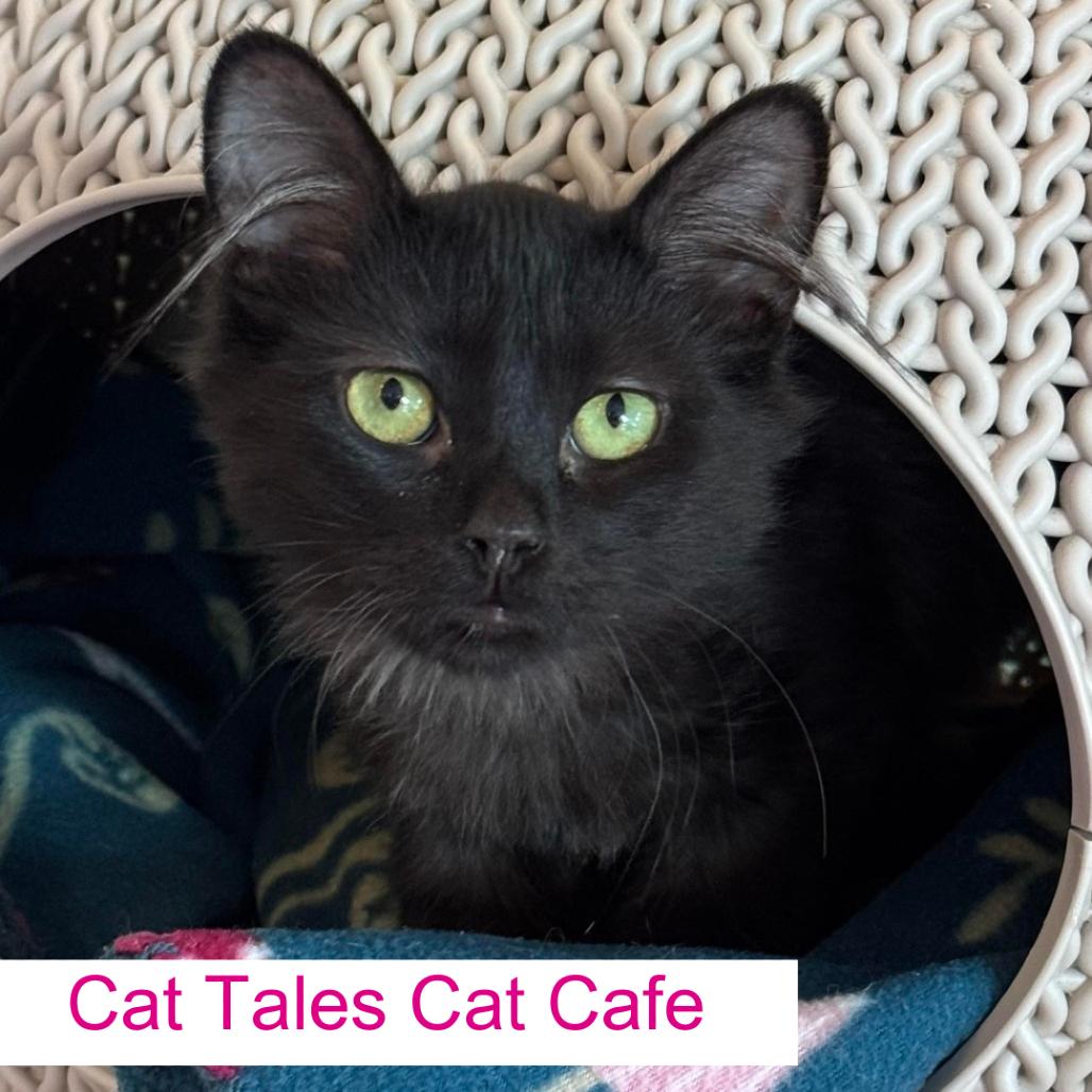 Tommy, Adoptable, Young Male Domestic Short Hair.