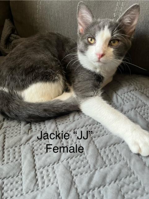 Jackie or "JJ", Adoptable, Kitten Female Domestic Short Hair.