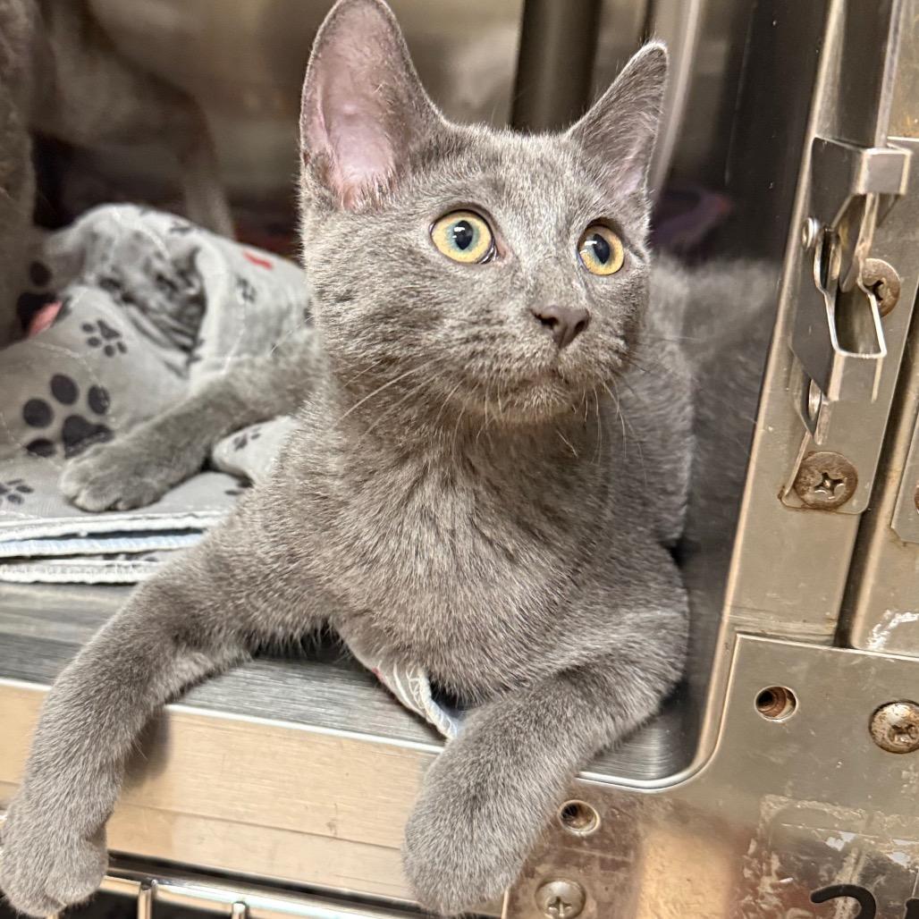 Enlarge Geo, a Adoptable mixed breed in Caryville, TN image 2/4