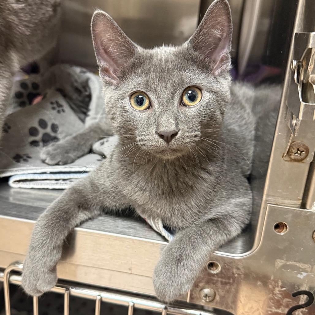 Enlarge Geo, a Adoptable mixed breed in Caryville, TN image 4/4