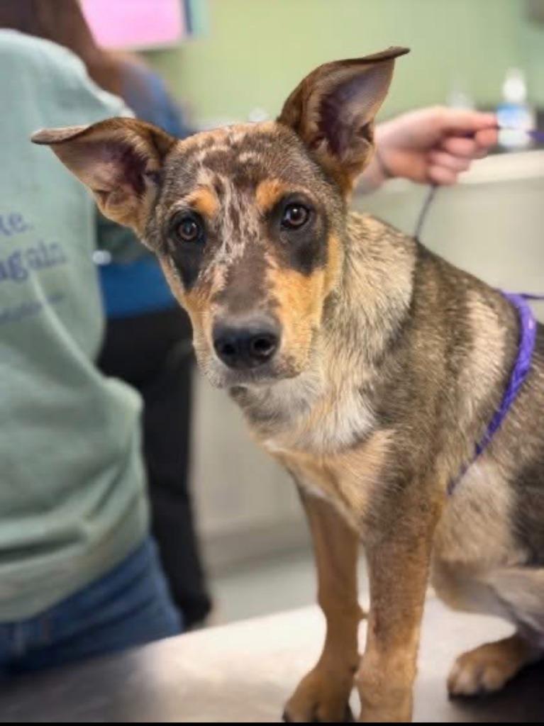 Owlette, Adopted, Puppy Female Catahoula Leopard Dog.