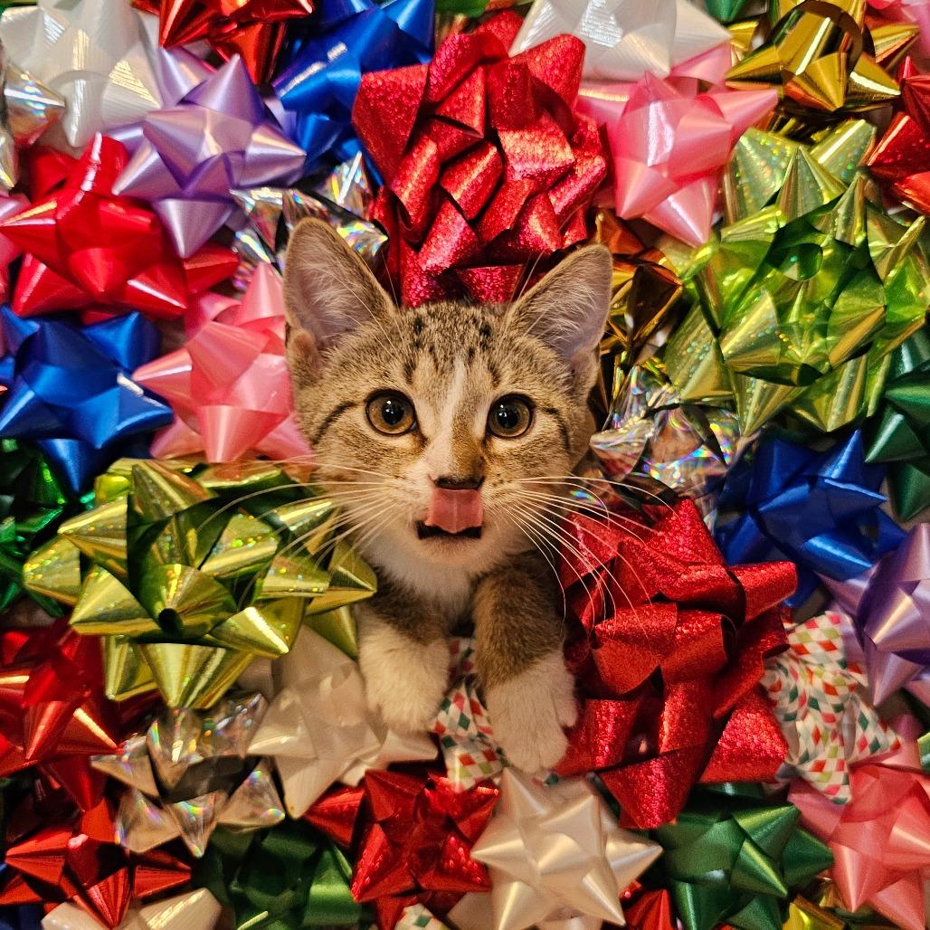 Enlarge Abe Froman (Sausage Queen of Chicago), a Adoptable Domestic Short Hair in Belleville, IL image 1/2