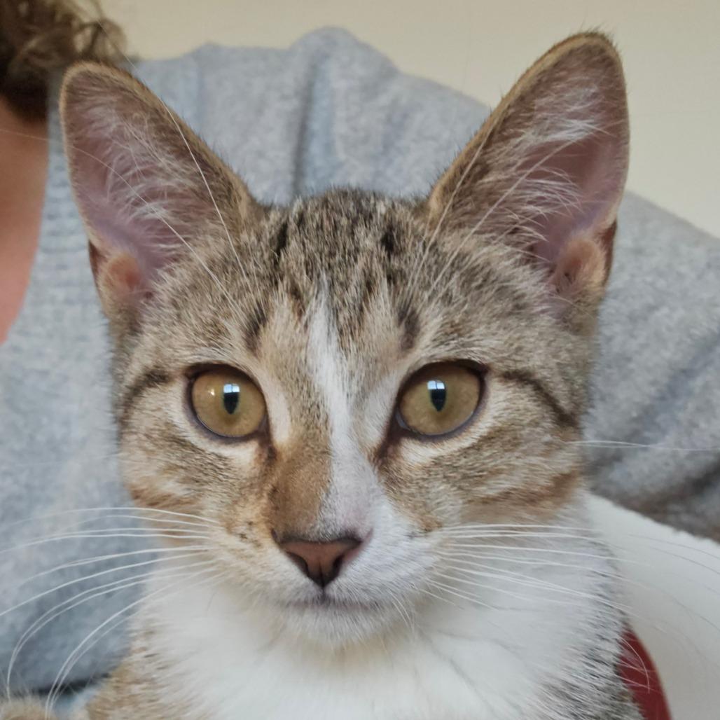 Enlarge Abe Froman (Sausage Queen of Chicago), a Adoptable Domestic Short Hair in Belleville, IL image 2/2