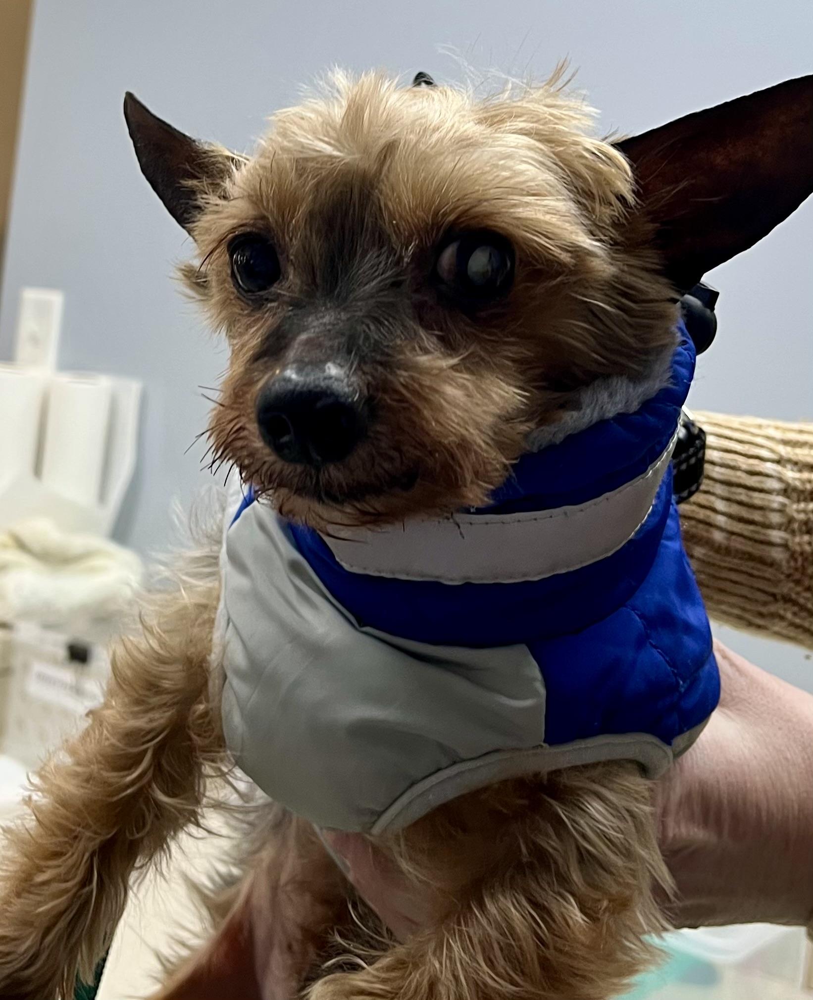 Frederick, adopted, Senior Male Yorkshire Terrier.