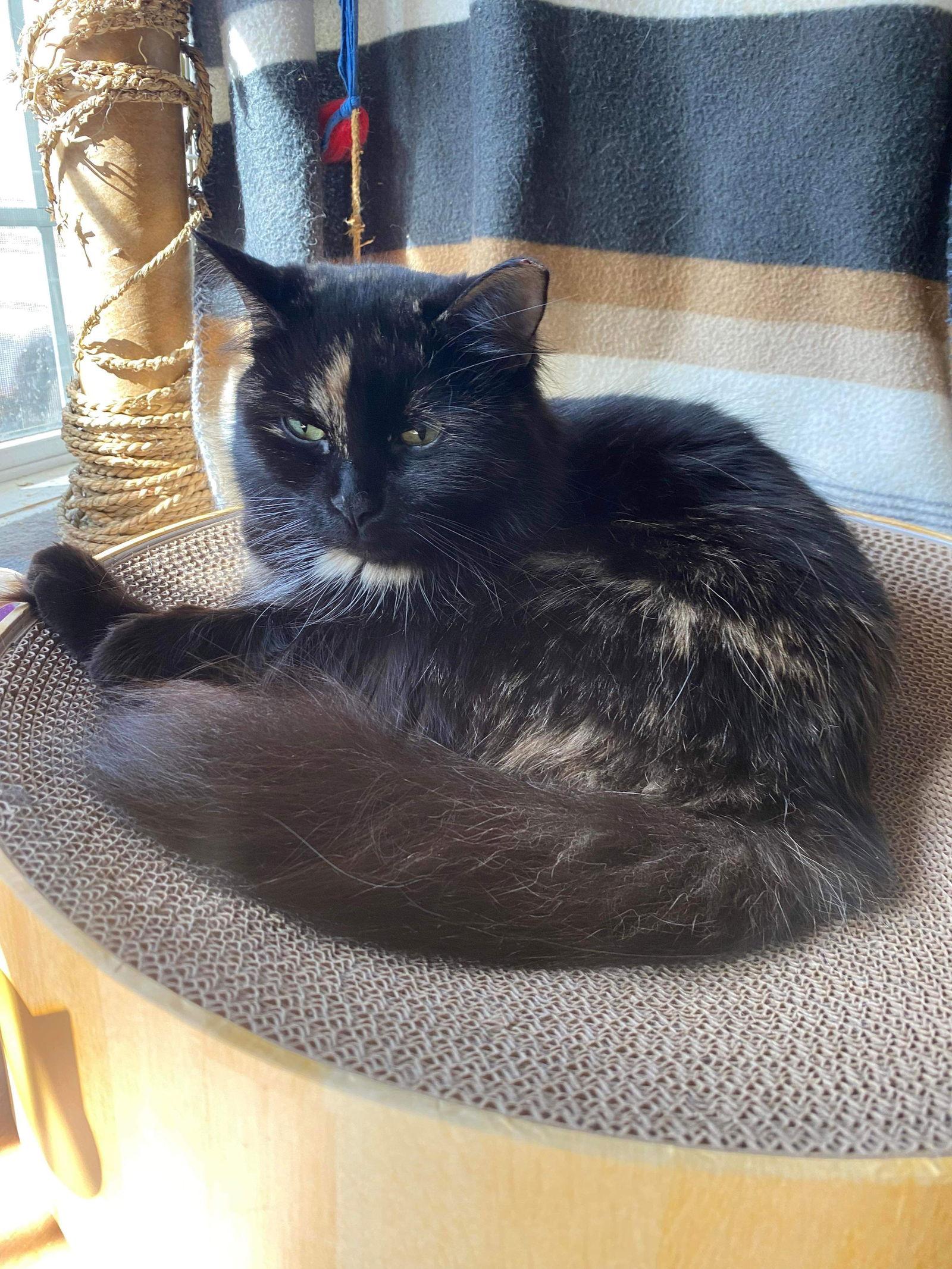 Enlarge Charm, a Adoptable mixed breed in Ranson, WV image 1/2