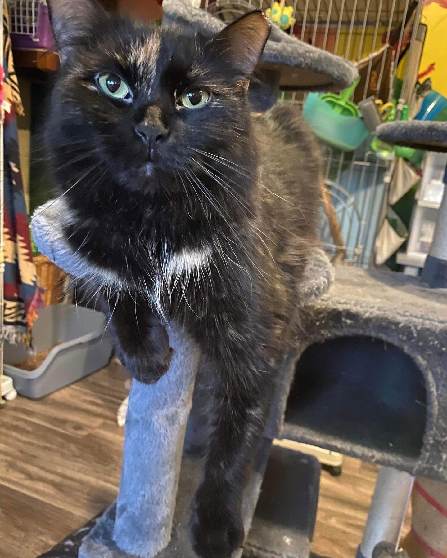 Enlarge Charm, a Adoptable mixed breed in Ranson, WV image 2/2