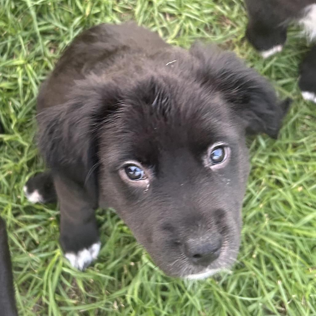 Penelope Solis, Adoptable, Young Female Labrador Retriever.