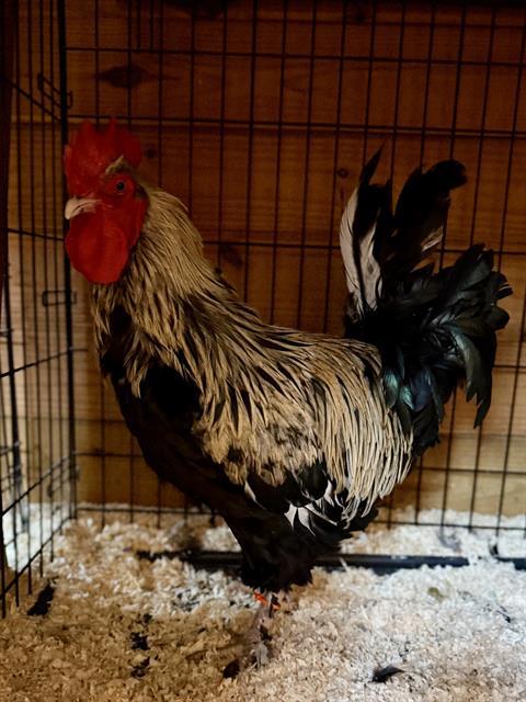CAMEO, Adoptable, Young Male Chicken.