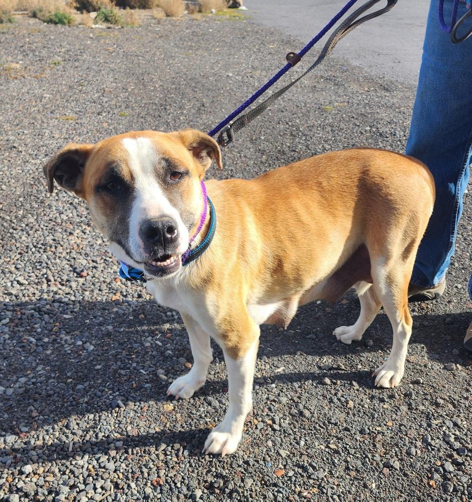 Evie, Adoptable, Adult Female Cattle Dog & Pit Bull Terrier.