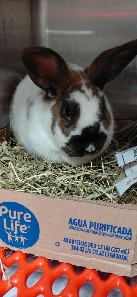 Bunello, Adoptable, Adult Male Bunny Rabbit.