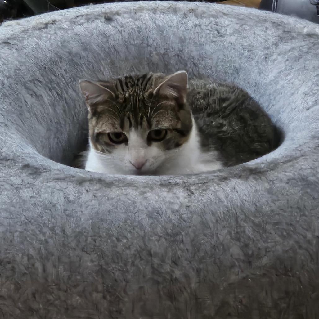 Enlarge Zing, a Adoptable Domestic Short Hair in Madison, WI image 1/6