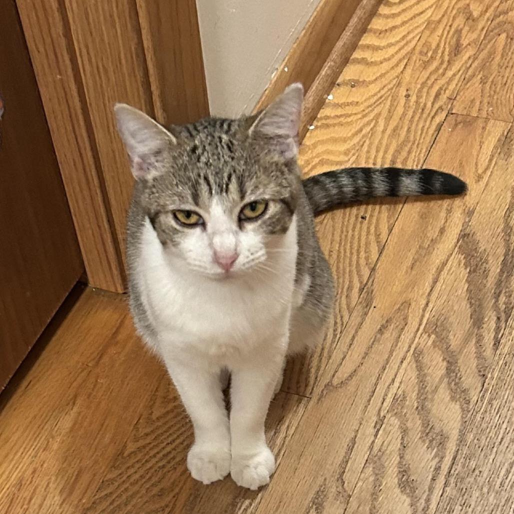 Zing, Adoptable, Young Female Domestic Short Hair.