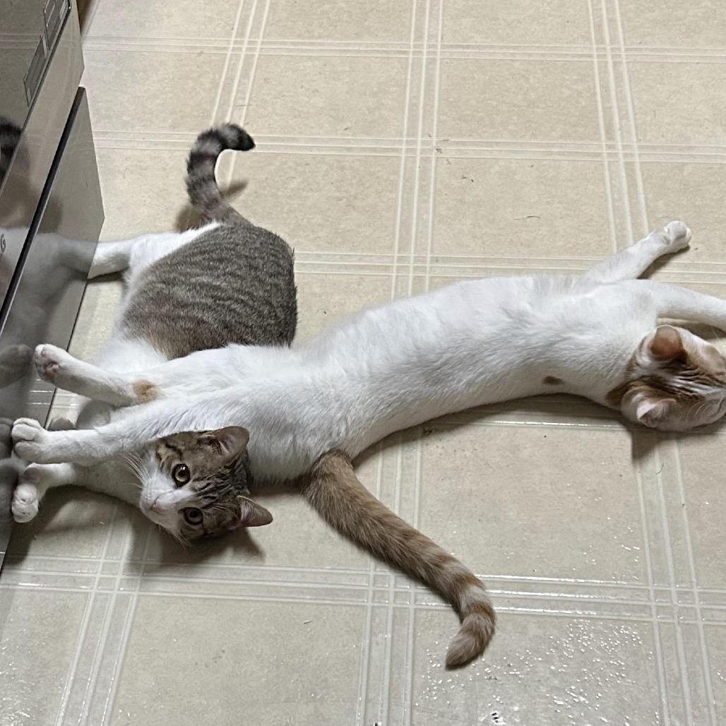 Enlarge Zing, a Adoptable Domestic Short Hair in Madison, WI image 3/6