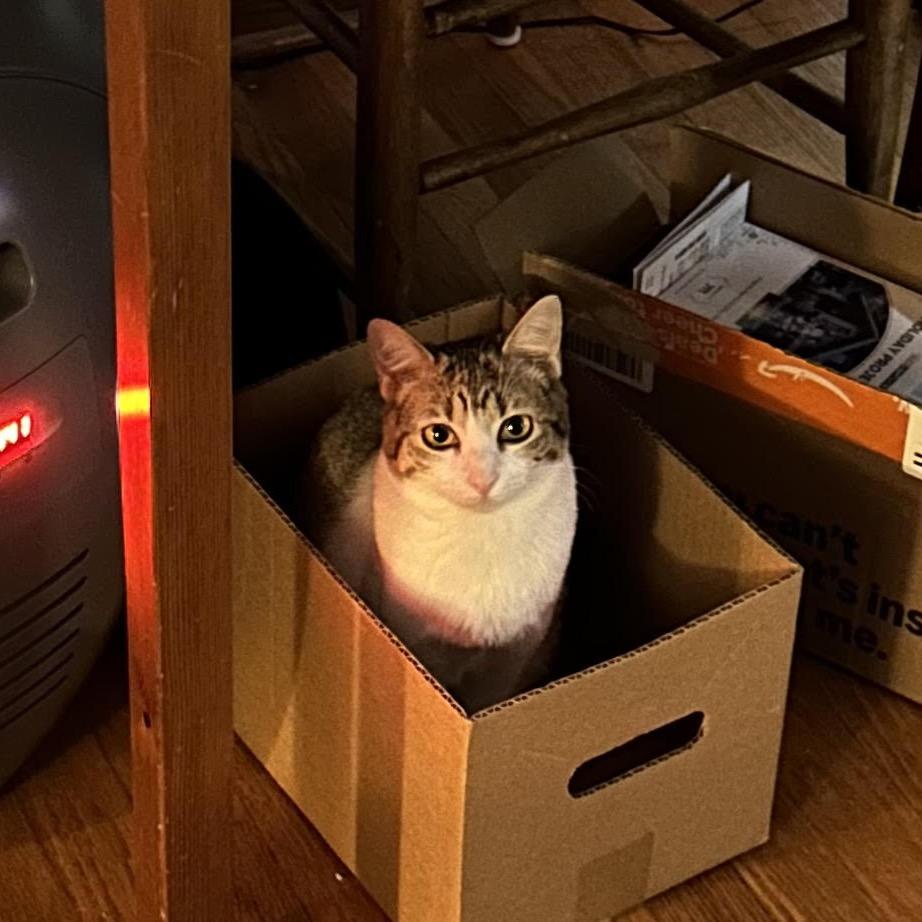 Enlarge Zing, a Adoptable Domestic Short Hair in Madison, WI image 5/6