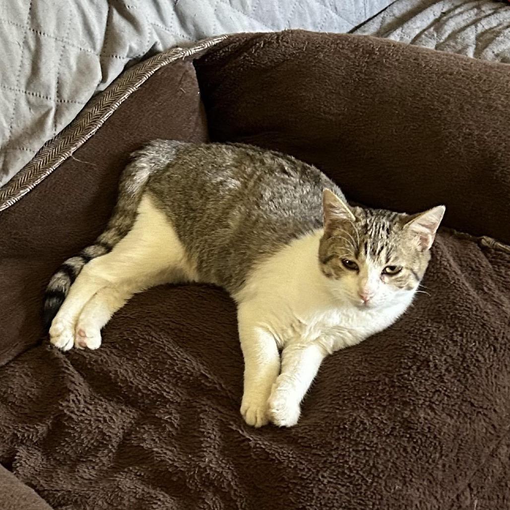 Zing, Adoptable, Young Female Domestic Short Hair.