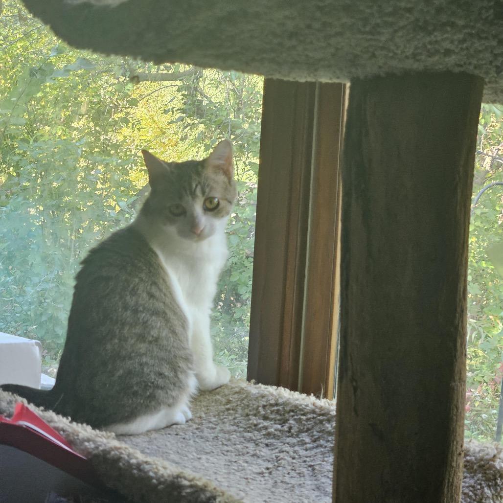 Zing, a Adoptable Domestic Short Hair in Madison, WI image 2/4