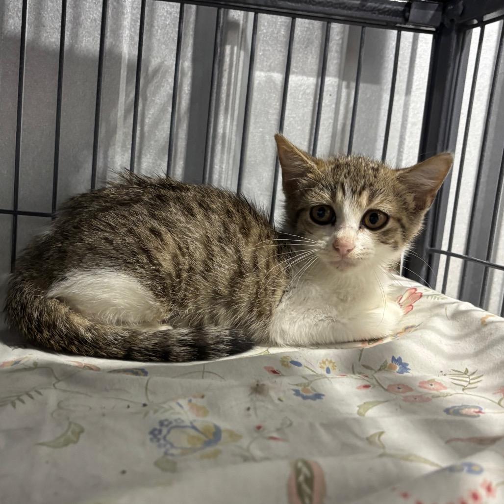 Zing, a Adoptable Domestic Short Hair in Madison, WI image 4/4