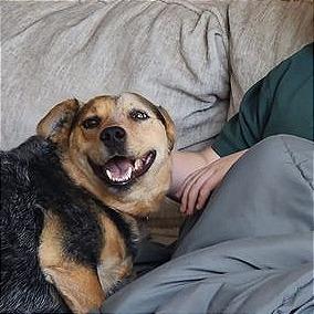 Cocoa, Adoptable, Senior Female Cattle Dog.