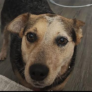 Enlarge Cocoa, a Adoptable mixed breed in Weatherford, TX image 2/6