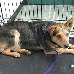 Enlarge Cocoa, a Adoptable mixed breed in Weatherford, TX image 4/6