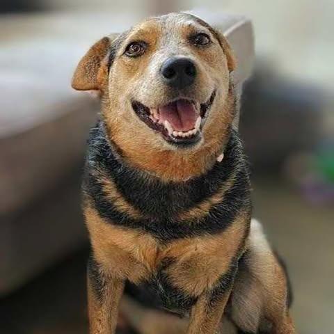 Cocoa — thumbnail 5